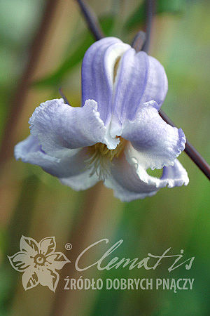 Клематис виорна Криспа Энжел